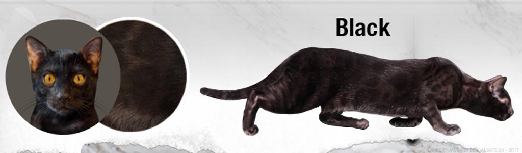 black-bengal-cats-melanistic.jpg