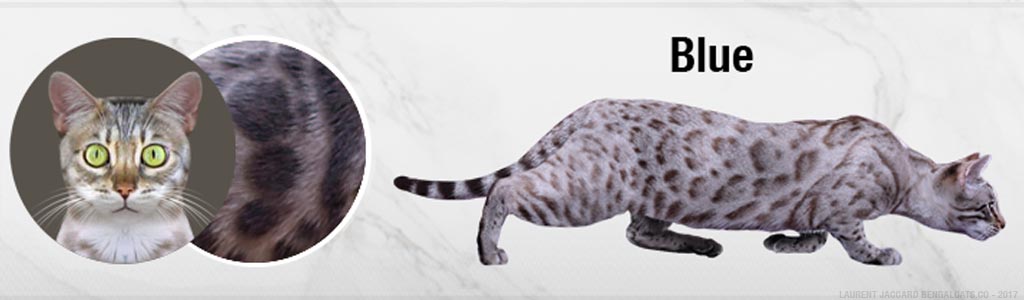 blue-bengal-cats-color.jpg