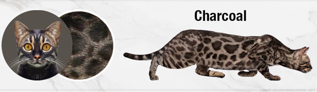 brown-charcoal-bengal-cats-color.jpg