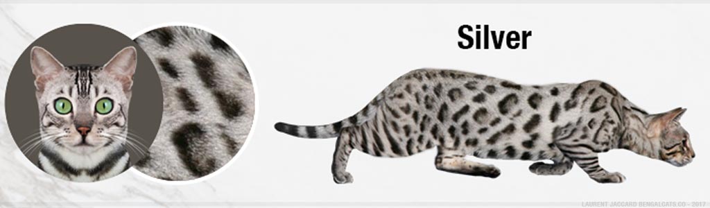 silver-bengal-cats-color.jpg