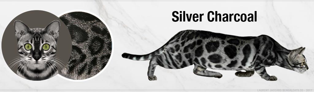 silver-charcoal-bengal-cats-color.jpg