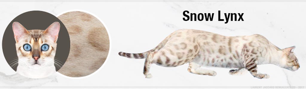 snow-lynx-bengal-cats-color.jpg