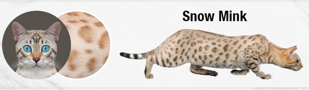 snow-mink-bengal-cats-color.jpg