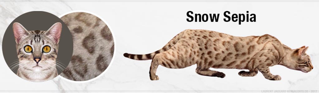 snow-sepia-bengal-cats-color.jpg