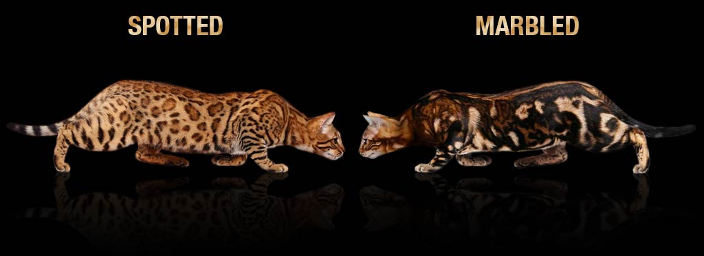 spotted-vs-marbled-bengal-cat-coat.jpg